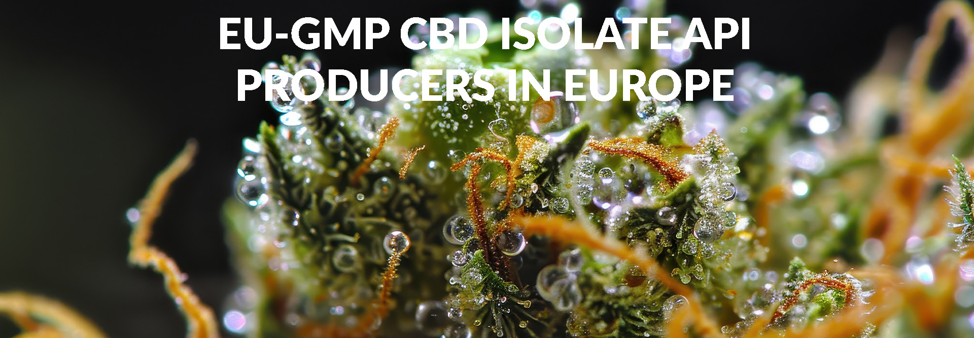 EU-GMP CBD Isolate API Producers in Europe
