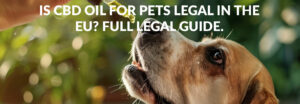 Is CBD Oil for Pets Legal in the EU?